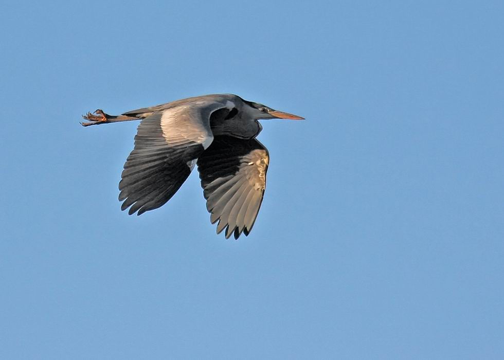 Grey Heron (Grhger) Ardea cinerea