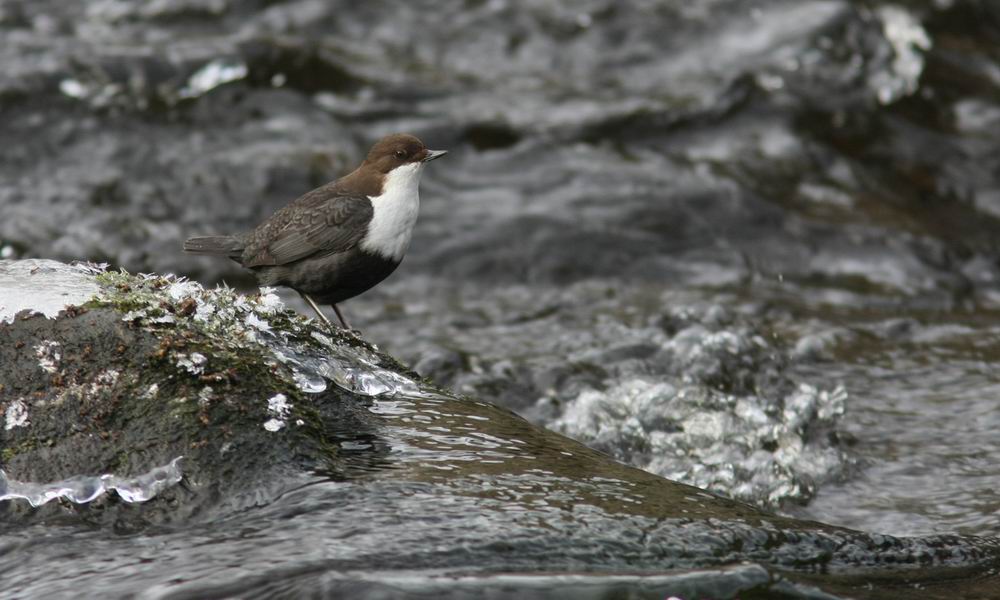 Dipper (Strmstare) Cinclus cinclus