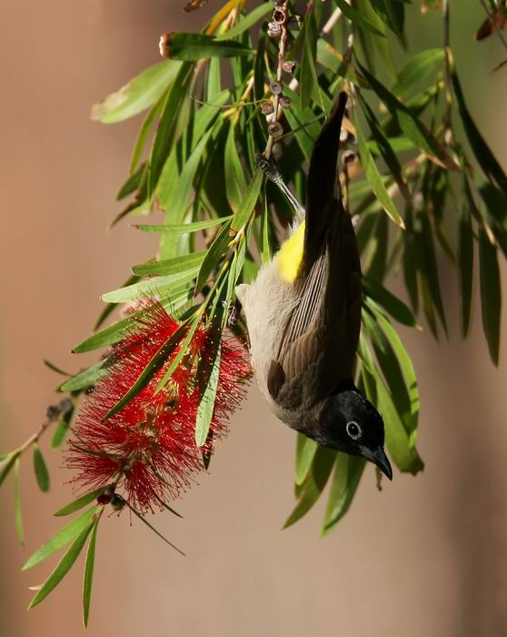 White-spectacled Bulbul (Levantbulbyl) Pycnonotus xanthopygos