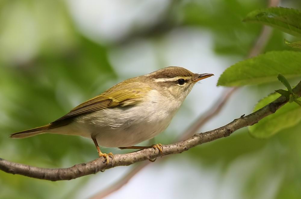 Eastern Crowned Warbler (stlig kronsngare) Phylloscopus coronatus