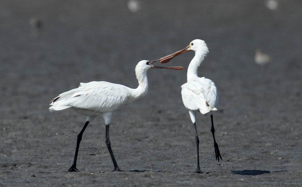 Eurasian Spoonbill (Skedstork) Platalea leucorodia