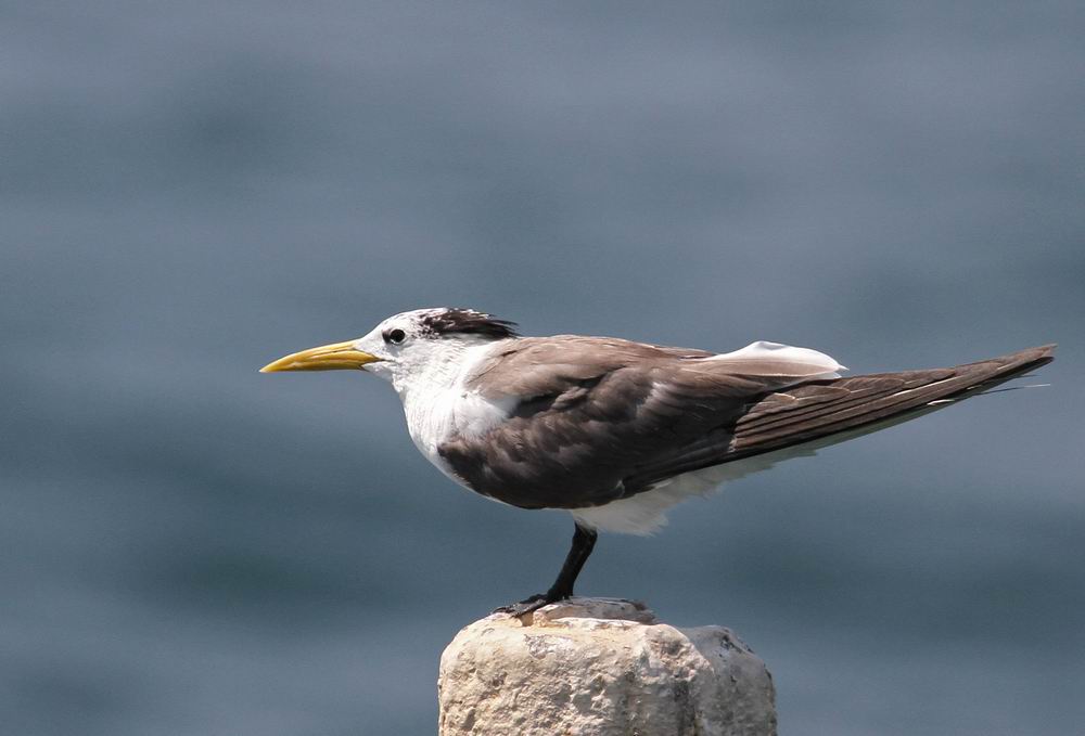 Great Crested Tern (Tofstrna) Sterna bergii