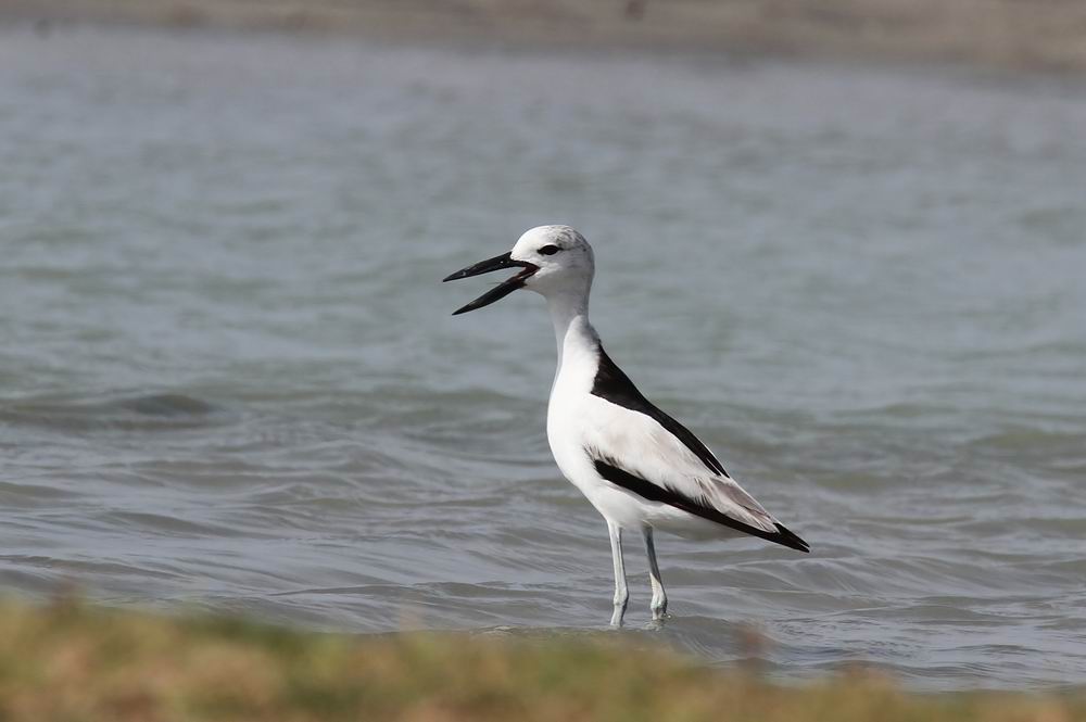 Crab Plover (Hgerpipare) Dromas ardeola