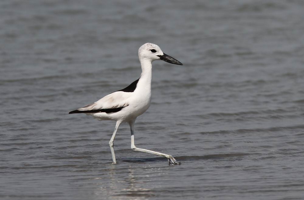 Crab Plover (Hgerpipare) Dromas ardeola