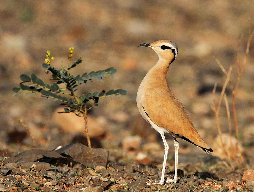 Cream-coloured Courser (kenlpare) Cursorius cursor