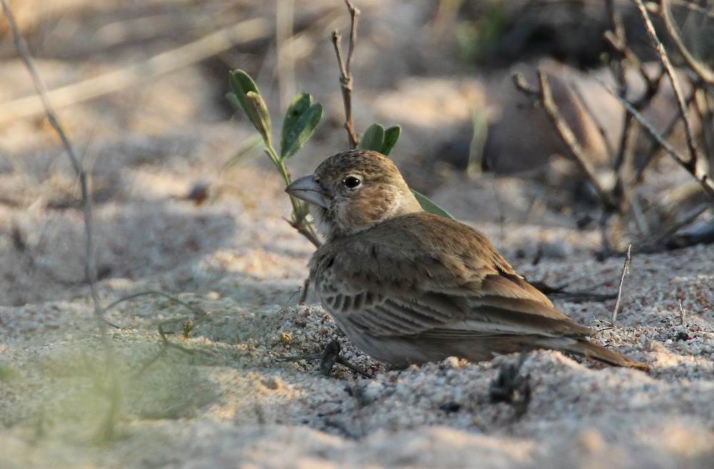 Black-crowned Sparrowlark (Svartkronad finklrka) Eremopterix nigriceps