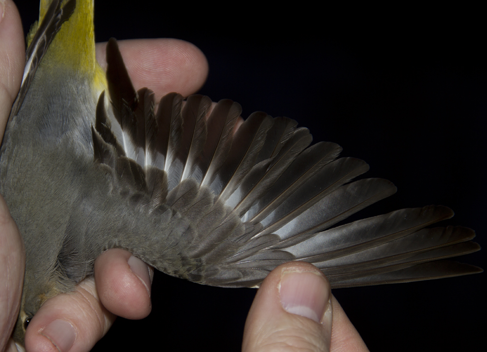 Grey Wagtail (Forsrla) Motacilla cinerea - IMG_6352.jpg