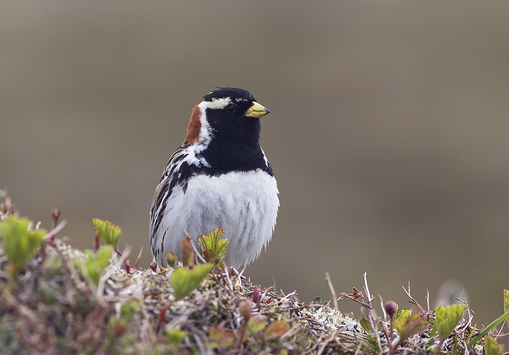 Lapland Longspur (Lappsparv) Calcarius lapponicus - CP4P7984.jpg