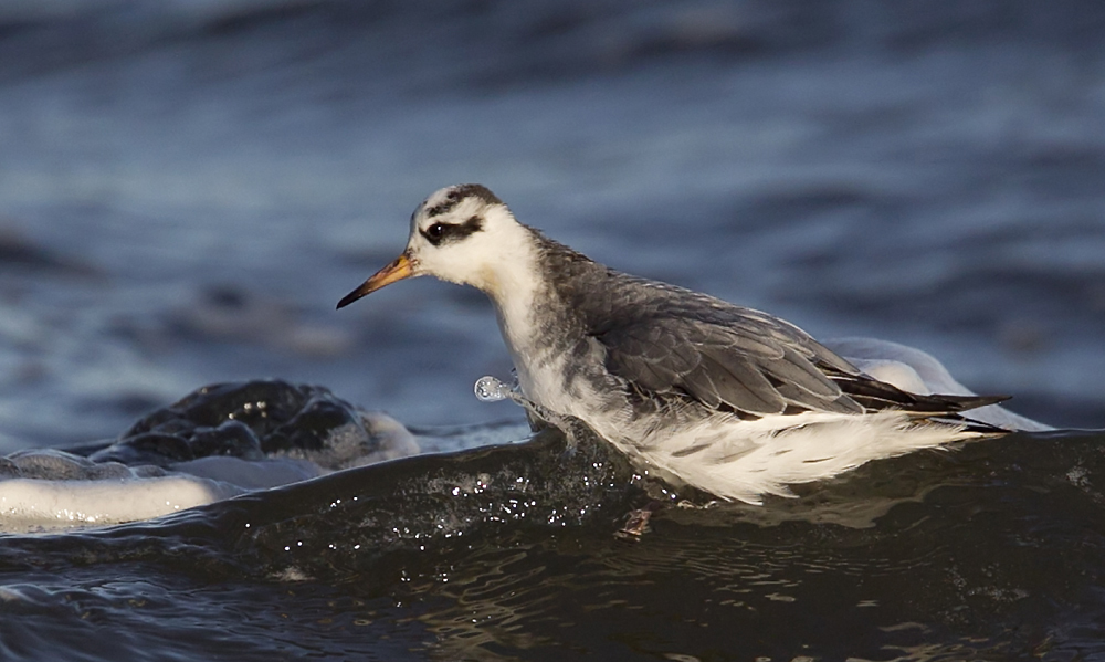 Grey Phalarope (Brednbbad simsnppa) Phalaropus fulicarius - CP4P4909.jpg