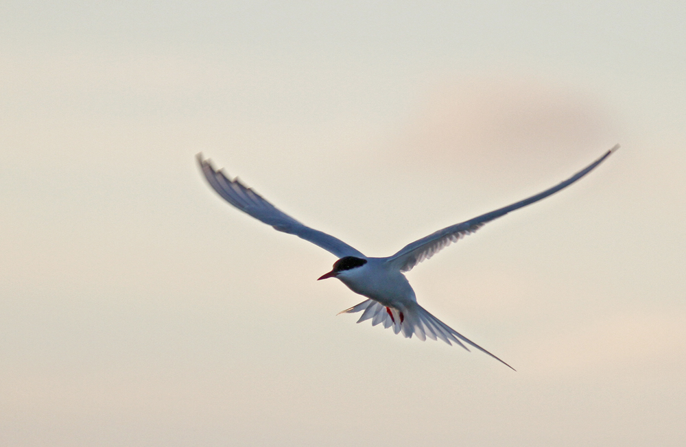 Arctic Tern (Silvertrna) Sterna paradisea - IMG_6866.jpg