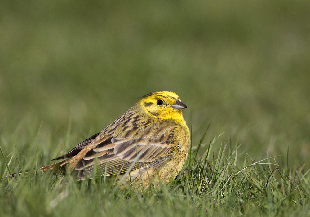 Yellowhammer (Gulsparv) Emberiza citrinella - CP4P7276.jpg