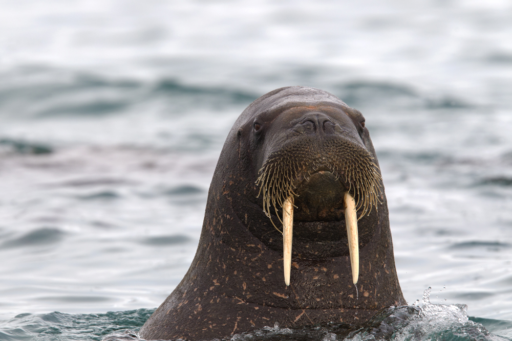 Walrus (Odobenus rosmarus) CP4P1749.jpg