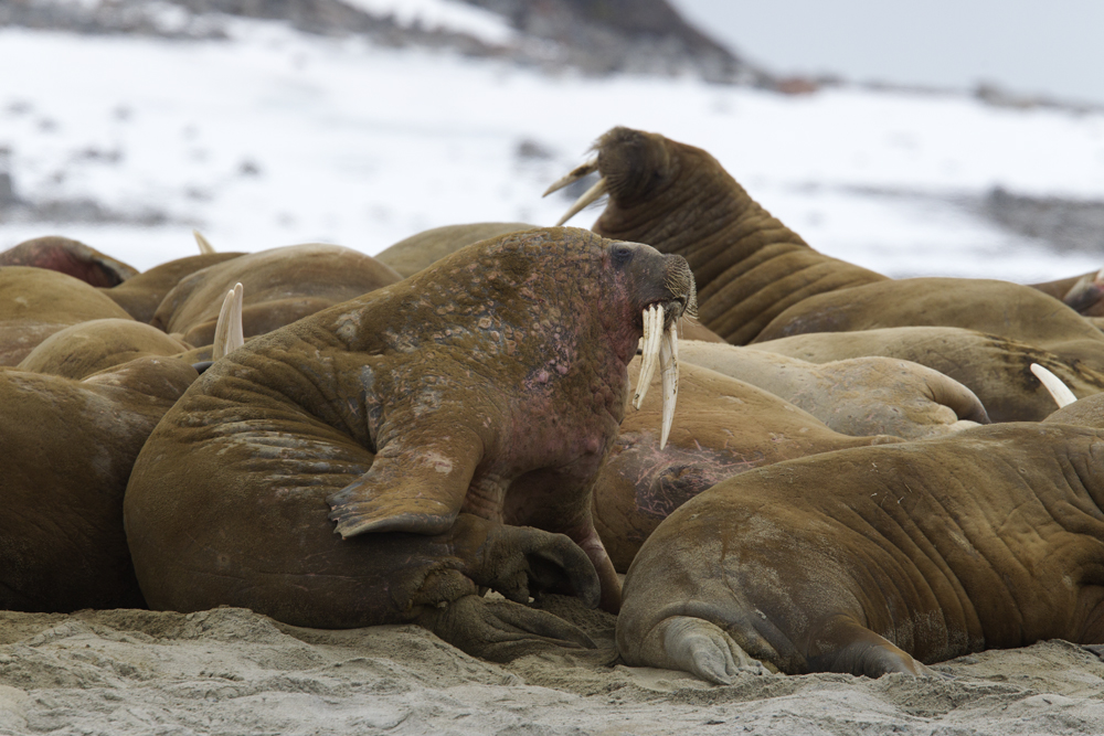 Walrus hawl-out CP4P1548.jpg