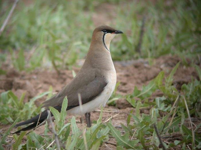 Black-winged Pratincole (Svartvingad vadarsvala) Glareola nordmanni