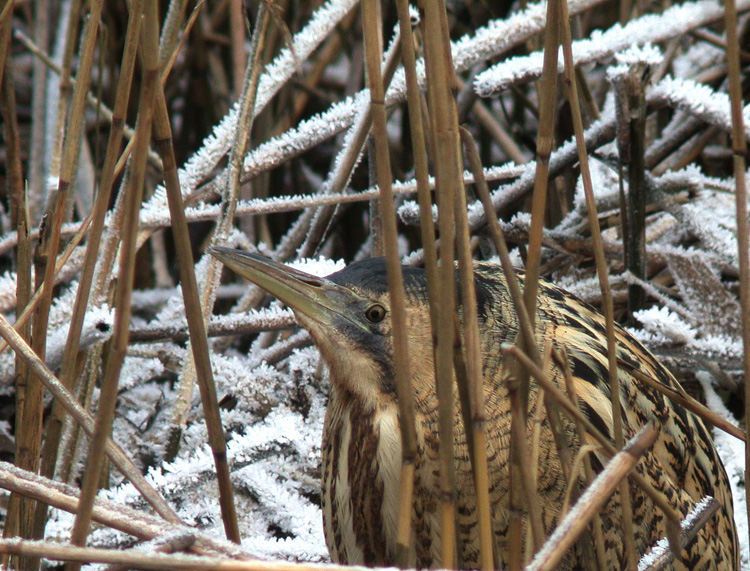 Bittern (Rrdrom) Botaurus stellaris