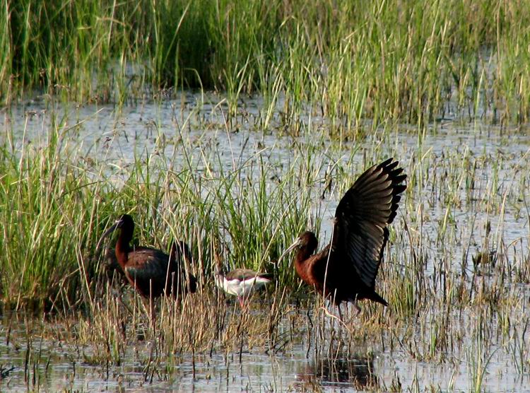 Glossy Ibis (Bronsibis) Plegadis falcinellus