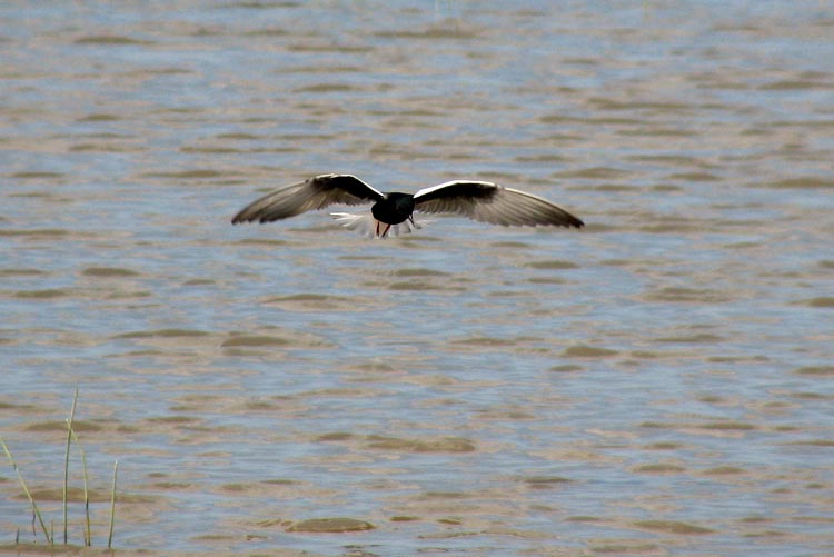 White-winged Black Tern (Vitvingad trna) Chlidonias leucopterus