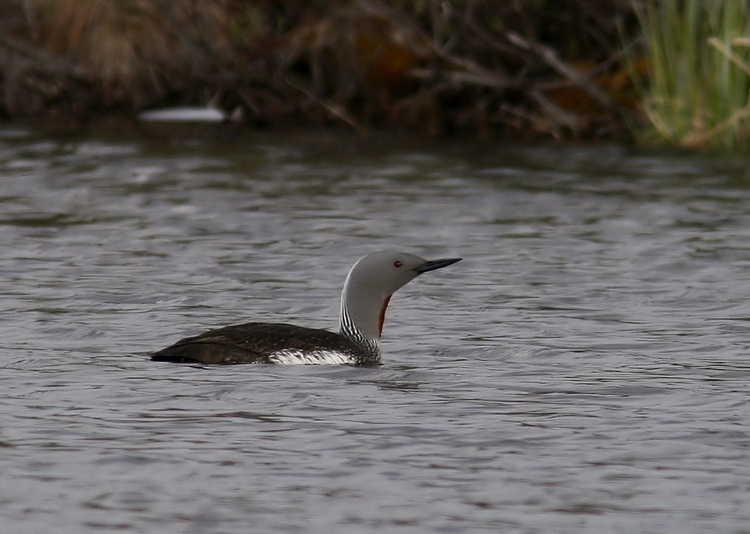 Red-throated Diver (Smlom) Gavia stellata