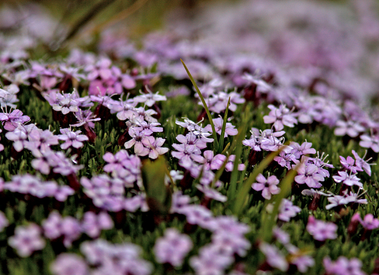 Moss Campion (Fjllglim) Silene acaulis