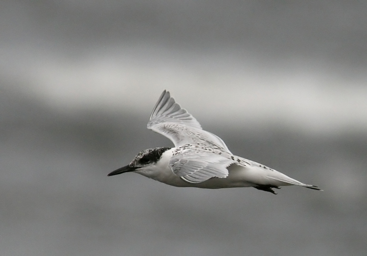 Sandwich Tern (Kentsk trna 1K) Sterna sandvicensis