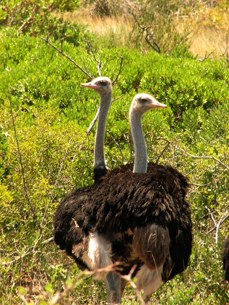 Common Ostrich  (Struts) Struthio camelus