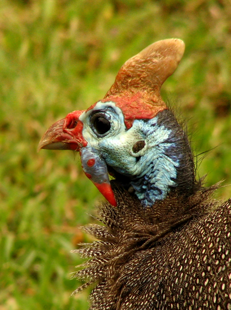 Helmeted Guineafowl Hjlmprlhna  Numida meleagris