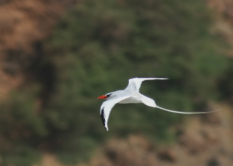 Red-billed Tropicbird (Rdnbbad tropikfgel) Phaeton aethereus