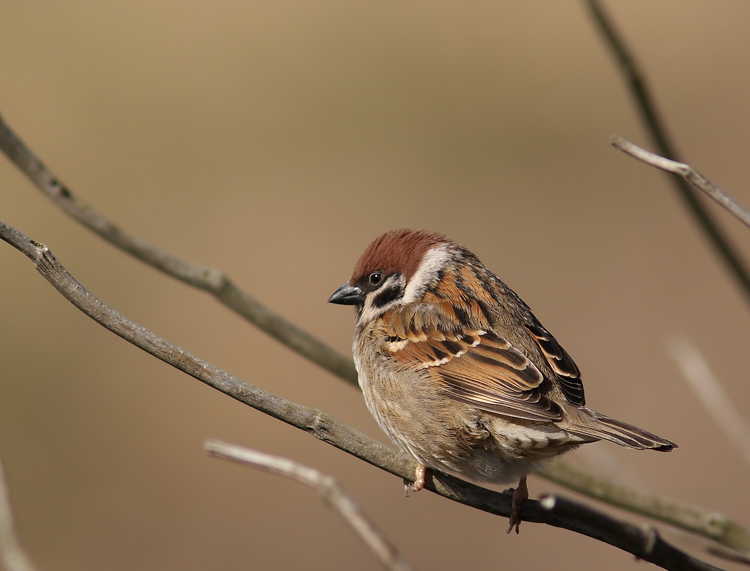 Tree Sparrow (Pilfink) Passer montanus