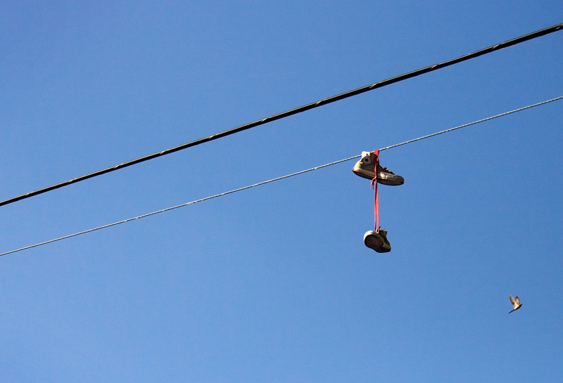 Byrd On A Wire