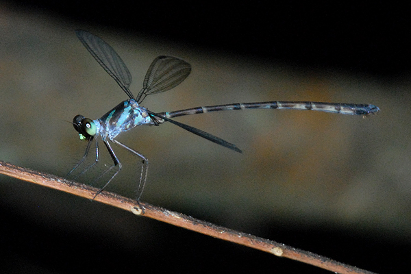 Podolestes orientalis
