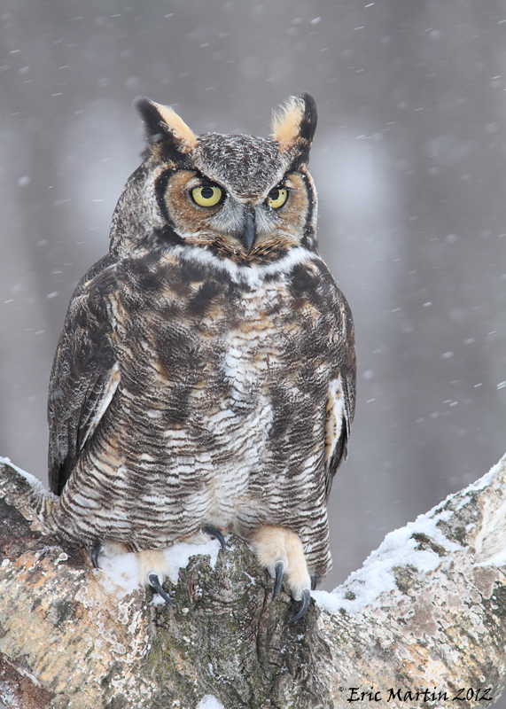 Grand-Duc DAmerique / Great Horned Owl