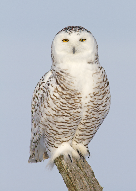 Harfang des Neiges / Snowy Owl 
