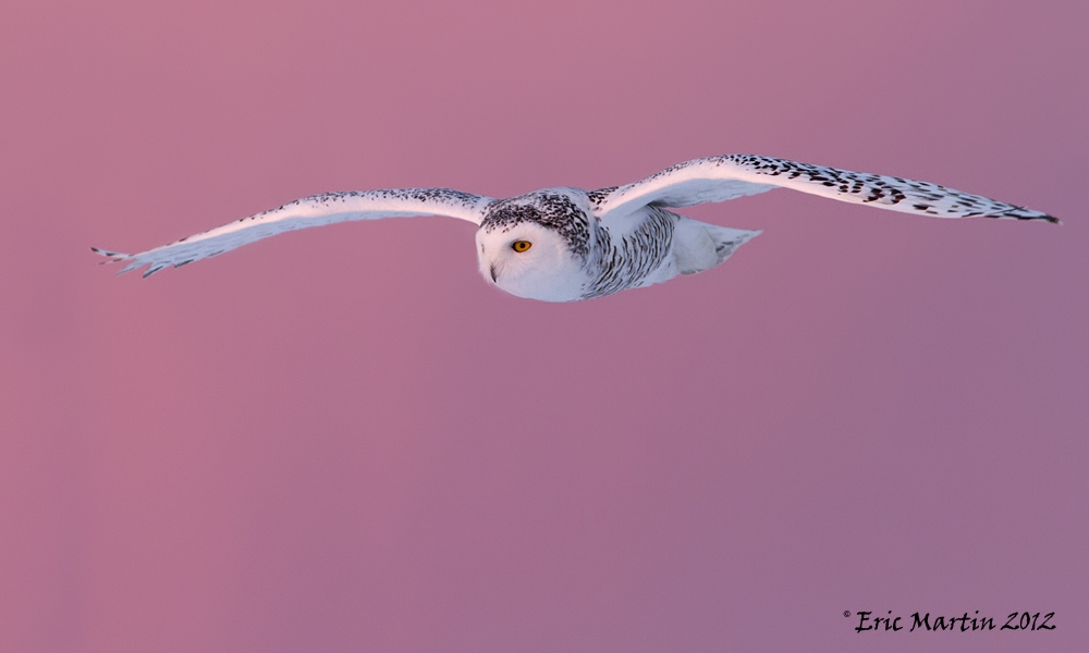 Harfang des Neiges / Snowy Owl