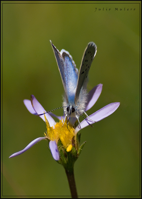 Silvery Blue Butterfly