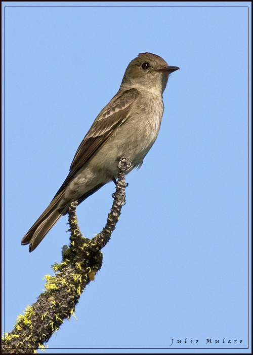 Western Wood-Pewee