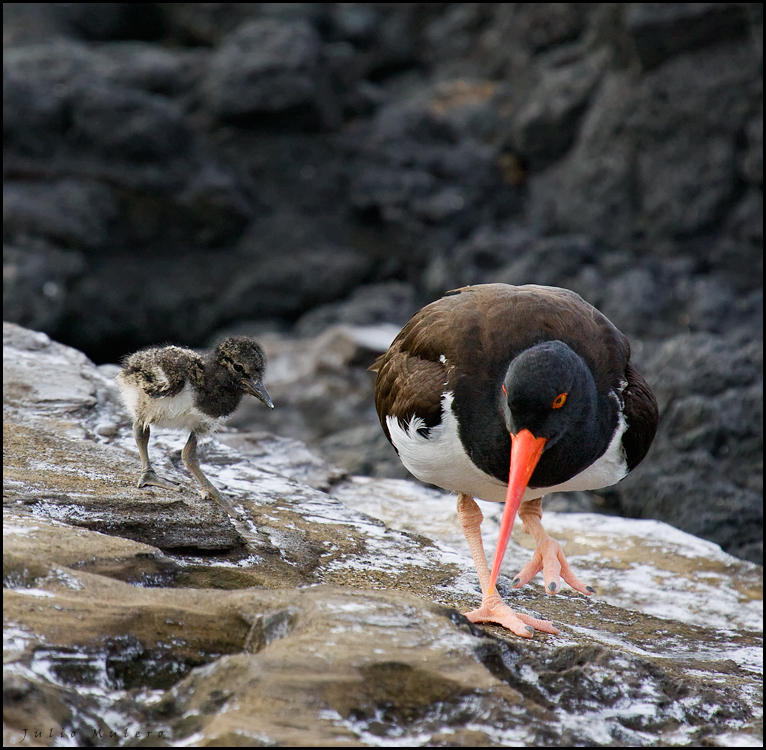 American Oystercatcher with chick