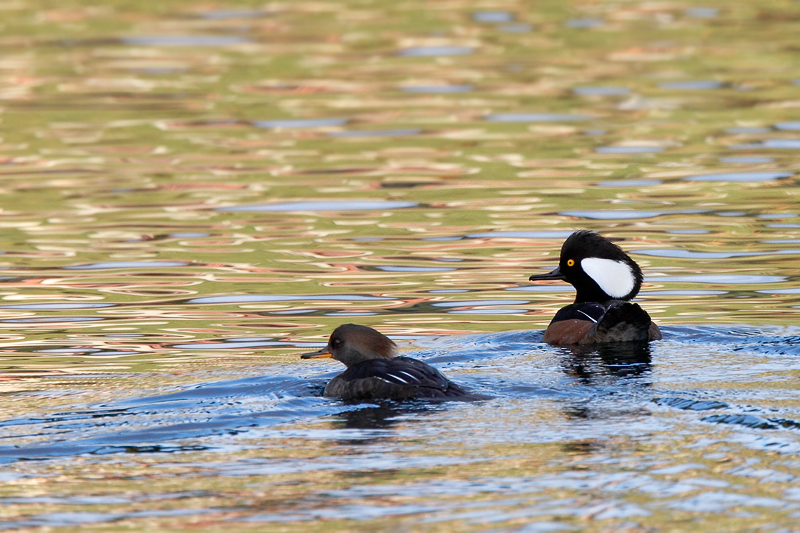 Hooded Merganser