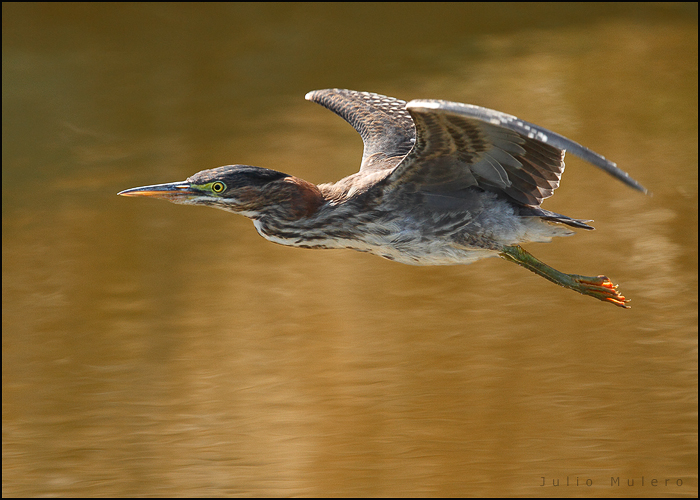 Green Heron
