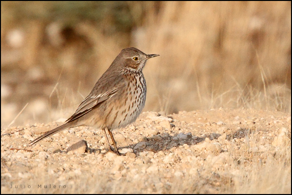 Sage Thrasher