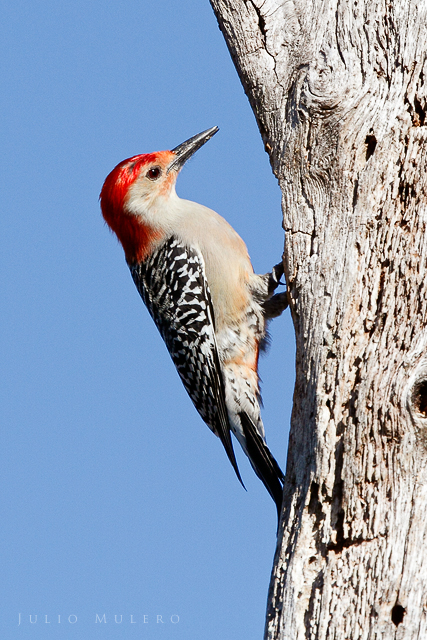 Red-bellied Woodpecker