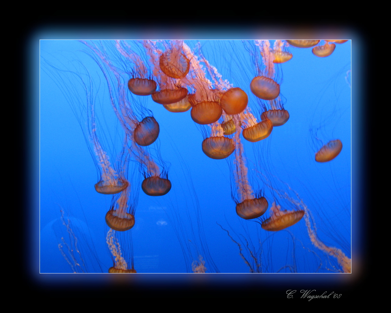 Monterey Bay Aquarium 217a.jpg