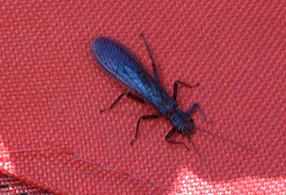 Large Stonefly which brought up huge trout 1824.jpg