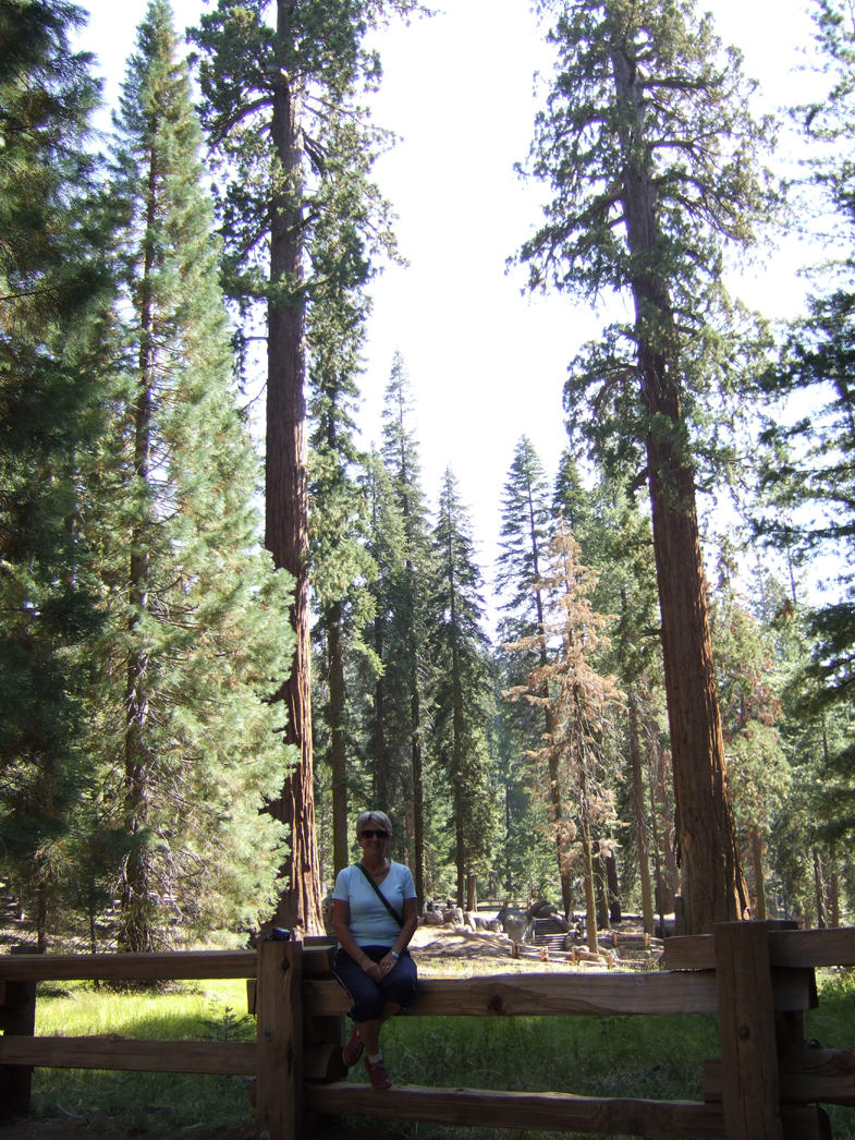 Sequoia - Resting on the path2.jpg