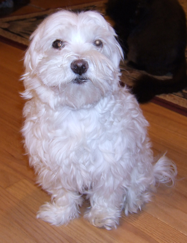 Max