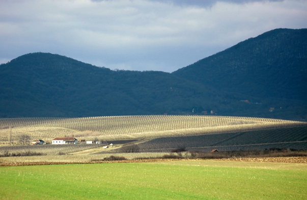 Vrsac Vineyards