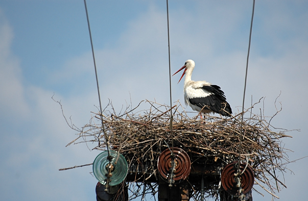 Stork