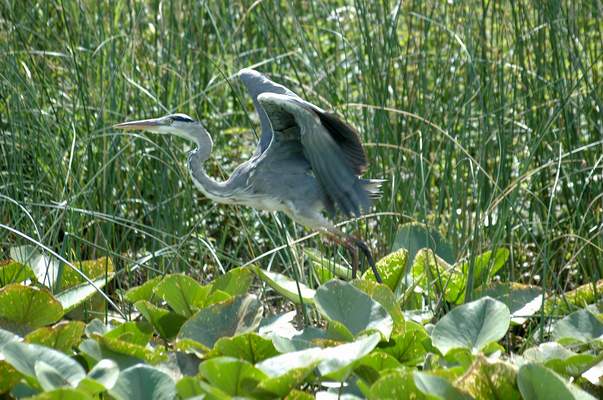 Heron