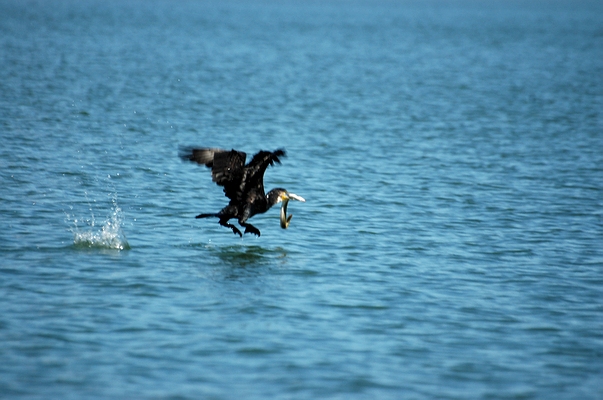 Cormoran