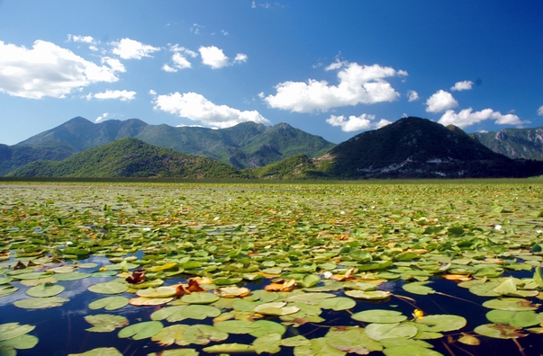 Skadarsko lake