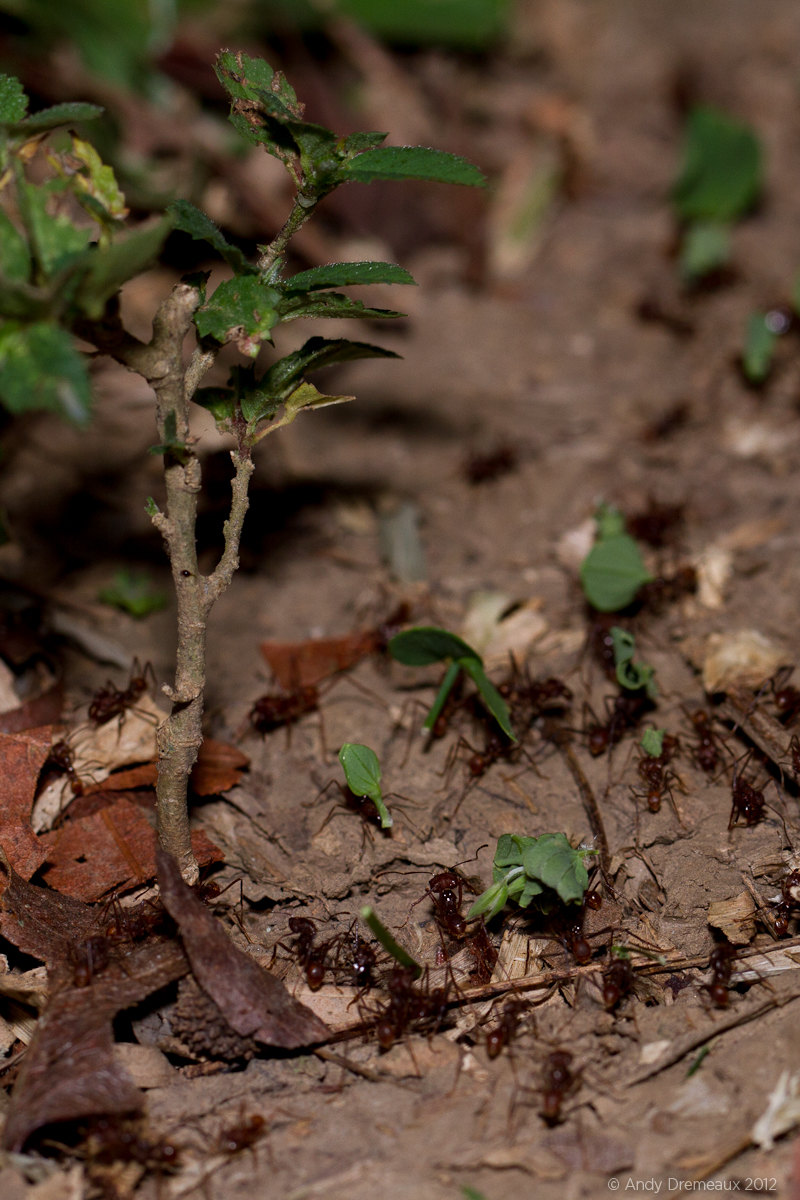 Leafcutter Ants